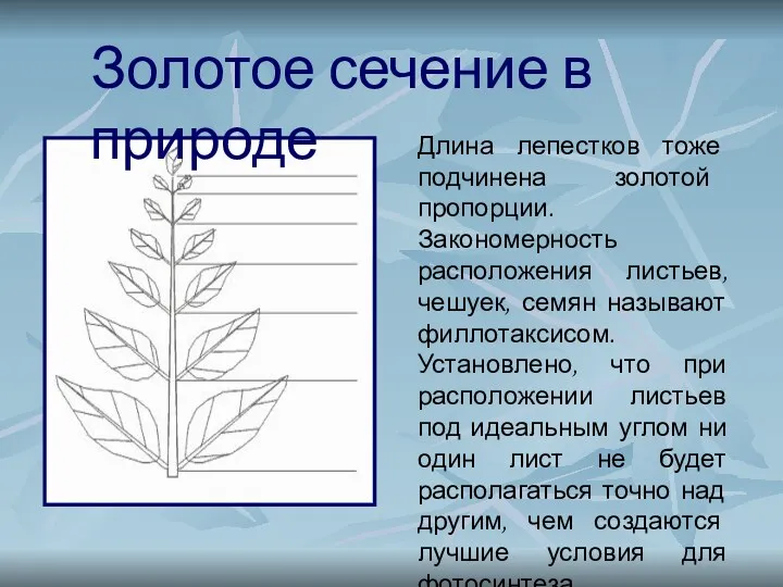 Длина лепестков тоже подчинена золотой пропорции. Закономерность расположения листьев, чешуек,