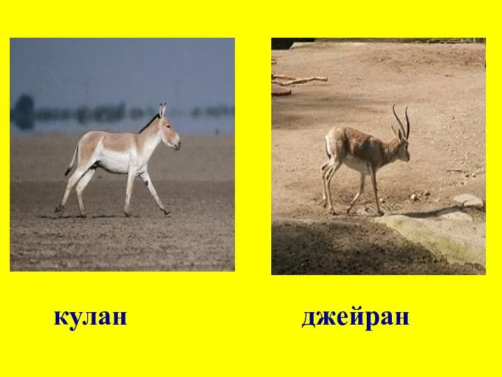 кулан джейран