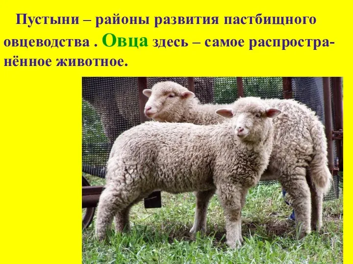 Пустыни – районы развития пастбищного овцеводства . Овца здесь – самое распростра-нённое животное.