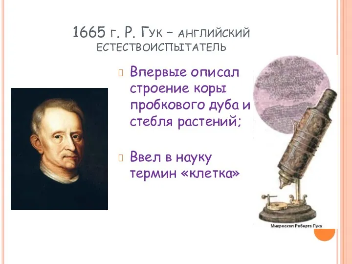 1665 г. Р. Гук – английский естествоиспытатель Впервые описал строение коры пробкового дуба