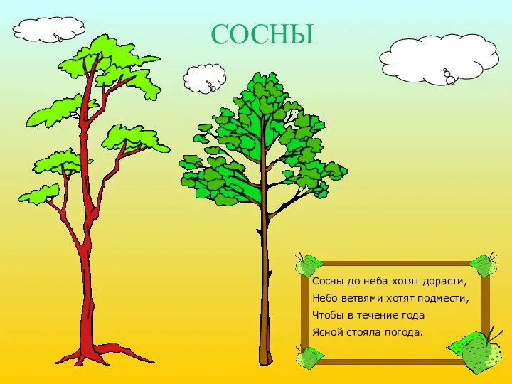 СОСНЫ Сосны до неба хотят дорасти, Небо ветвями хотят подмести, Чтобы в течение