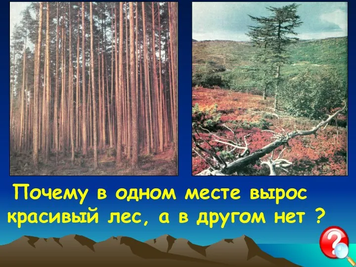 Почему в одном месте вырос красивый лес, а в другом нет ?