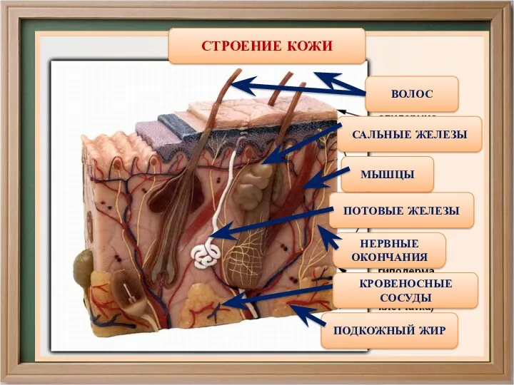 КРОВЕНОСНЫЕ СОСУДЫ