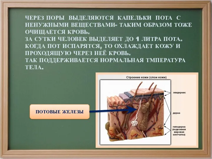 ЧЕРЕЗ ПОРЫ ВЫДЕЛЯЮТСЯ КАПЕЛЬКИ ПОТА С НЕНУЖНЫМИ ВЕЩЕСТВАМИ- ТАКИМ ОБРАЗОМ