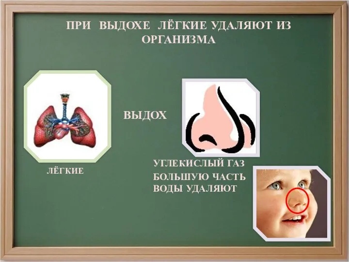 ПРИ ВЫДОХЕ ЛЁГКИЕ УДАЛЯЮТ ИЗ ОРГАНИЗМА УГЛЕКИСЛЫЙ ГАЗ БОЛЬШУЮ ЧАСТЬ ВОДЫ УДАЛЯЮТ ЛЁГКИЕ ВЫДОХ