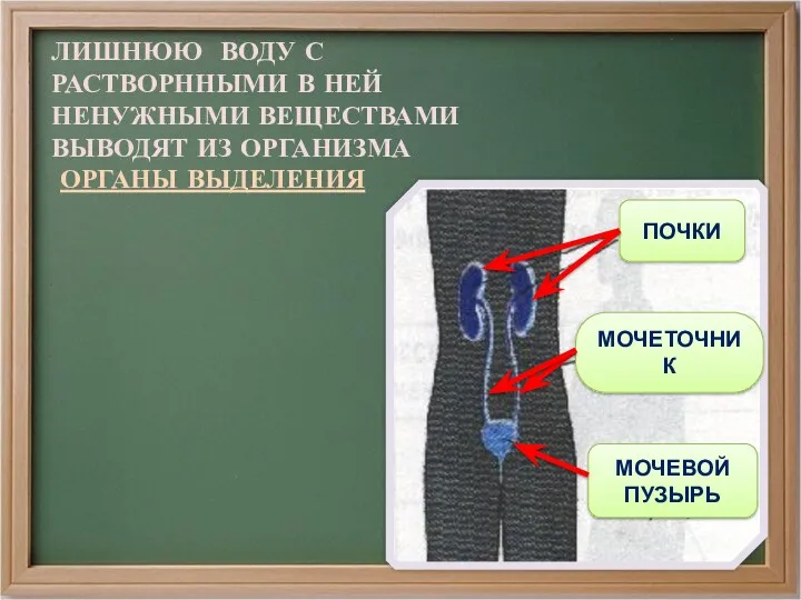 ЛИШНЮЮ ВОДУ С РАСТВОРННЫМИ В НЕЙ НЕНУЖНЫМИ ВЕЩЕСТВАМИ ВЫВОДЯТ ИЗ ОРГАНИЗМА ОРГАНЫ ВЫДЕЛЕНИЯ