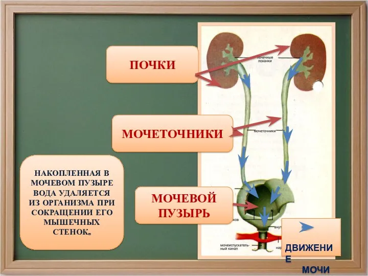 МОЧЕТОЧНИКИ ПОЧКИ МОЧЕВОЙ ПУЗЫРЬ ДВИЖЕНИЕ МОЧИ НАКОПЛЕННАЯ В МОЧЕВОМ ПУЗЫРЕ