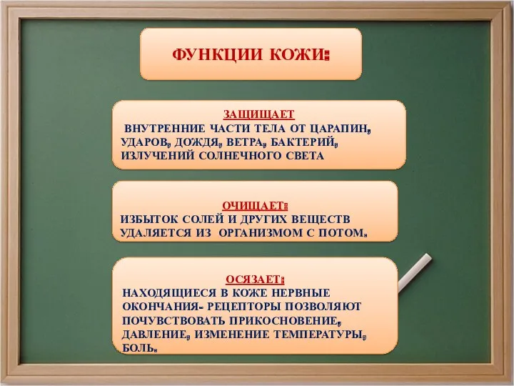 ФУНКЦИИ КОЖИ: ЗАЩИЩАЕТ ВНУТРЕННИЕ ЧАСТИ ТЕЛА ОТ ЦАРАПИН, УДАРОВ, ДОЖДЯ,