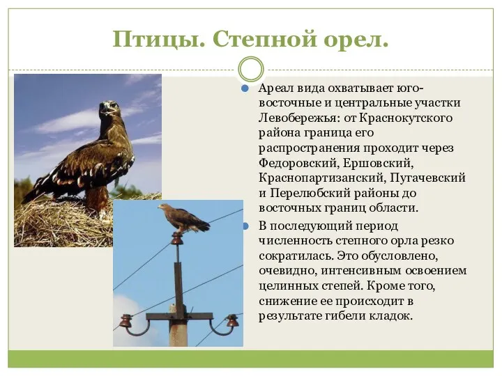 Птицы. Степной орел. Ареал вида охватывает юго-восточные и центральные участки