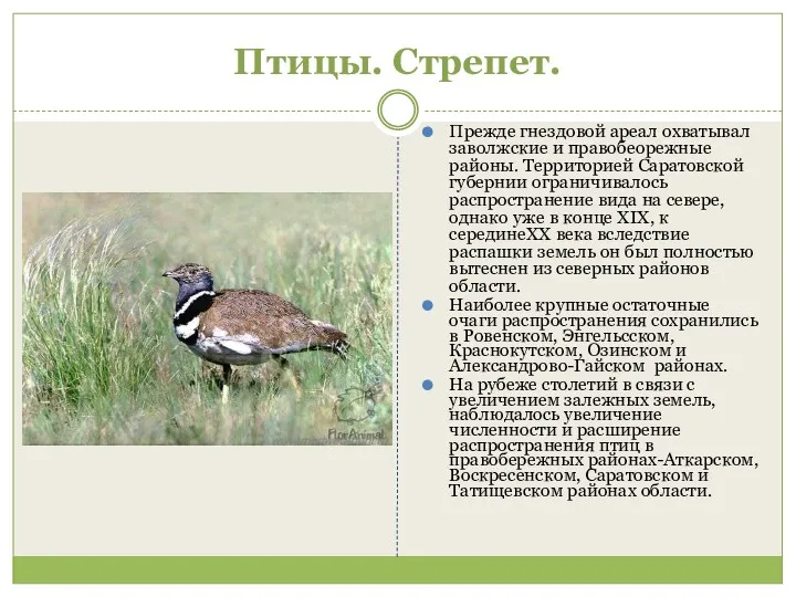 Птицы. Стрепет. Прежде гнездовой ареал охватывал заволжские и правобеорежные районы.