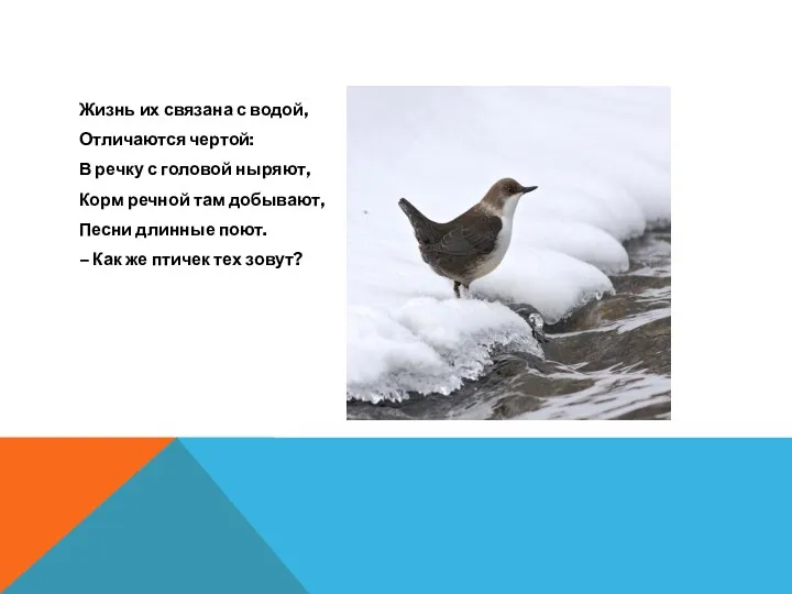 Жизнь их связана с водой, Отличаются чертой: В речку с головой ныряют, Корм