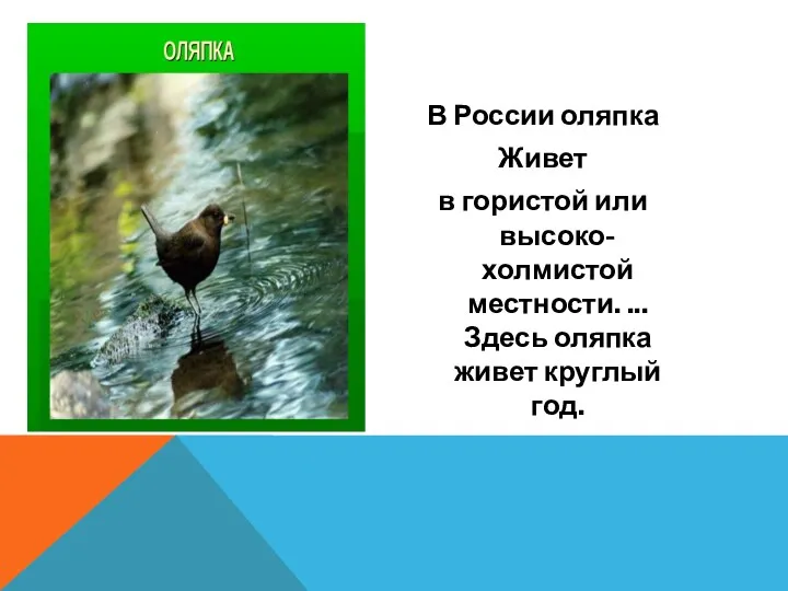 В России оляпка Живет в гористой или высоко-холмистой местности. ... Здесь оляпка живет круглый год.