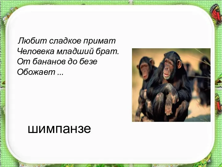 шимпанзе Любит сладкое примат Человека младший брат. От бананов до безе Обожает ...