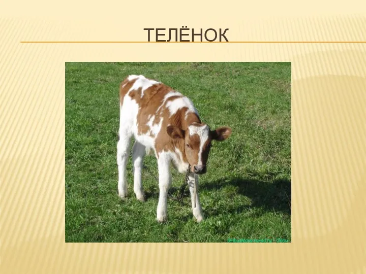 Телёнок