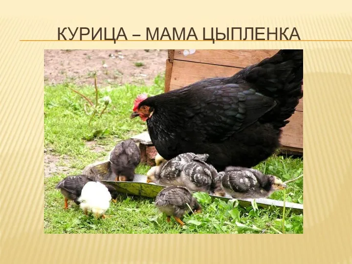 Курица – мама цыпленка