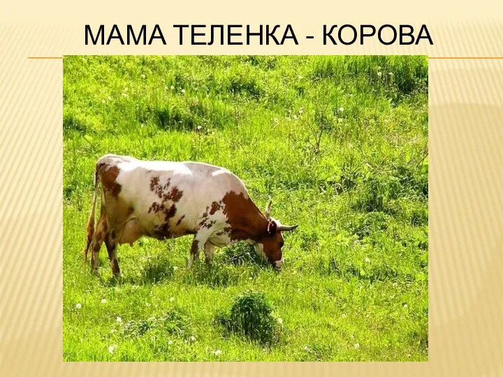 мама теленка - Корова