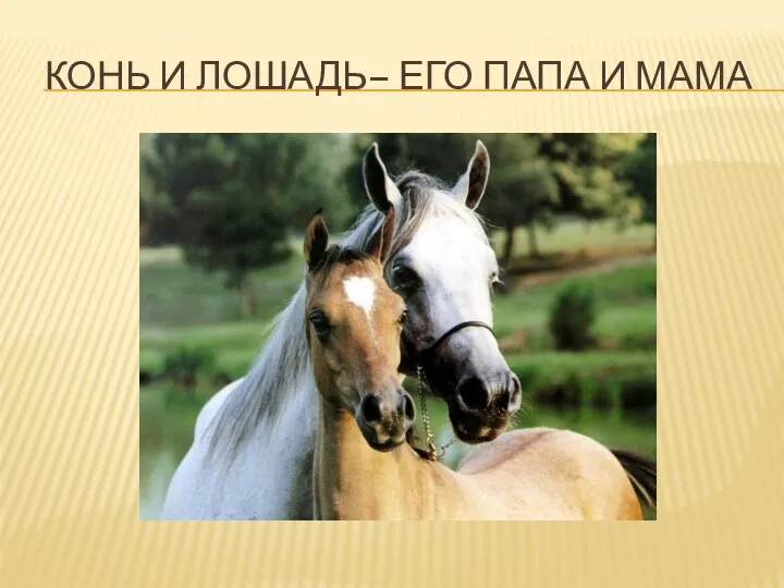 Конь и лошадь– его папа и мама