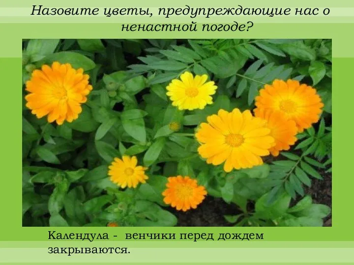 Назовите цветы, предупреждающие нас о ненастной погоде? Календула - венчики перед дождем закрываются.