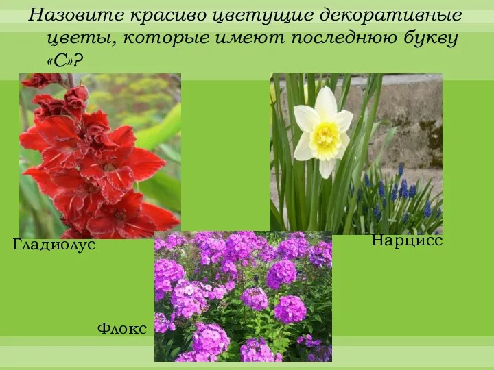 Назовите красиво цветущие декоративные цветы, которые имеют последнюю букву «С»? Гладиолус Нарцисс Флокс