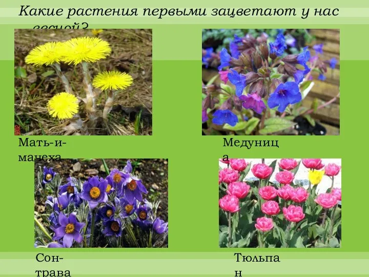 Какие растения первыми зацветают у нас весной? Мать-и-мачеха Медуница Сон-трава Тюльпан