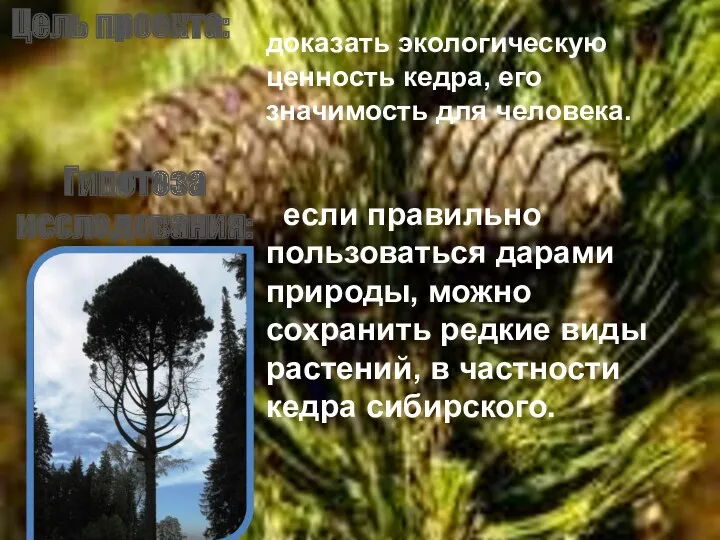 Цель проекта: доказать экологическую ценность кедра, его значимость для человека.