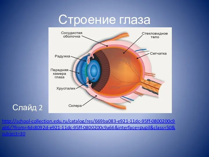 Строение глаза http://school-collection.edu.ru/catalog/res/669ba083-e921-11dc-95ff-0800200c9a66/?from=4dc8092d-e921-11dc-95ff-0800200c9a66&interface=pupil&class=50&subject=30 Слайд 2