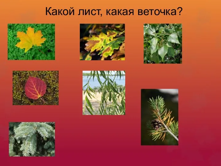 Какой лист, какая веточка?