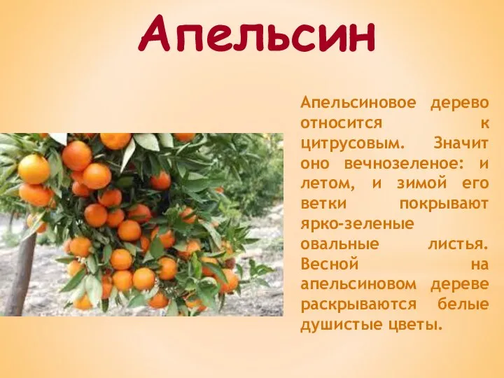 Апельсиновое дерево относится к цитрусовым. Значит оно вечнозеленое: и летом,