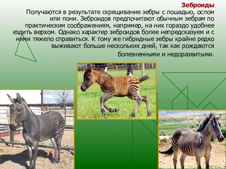 Зеброиды Получаются в результате скрещивание зебры с лошадью, ослом или