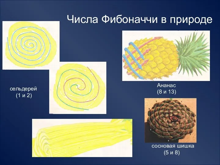 Числа Фибоначчи в природе сельдерей (1 и 2) Ананас (8