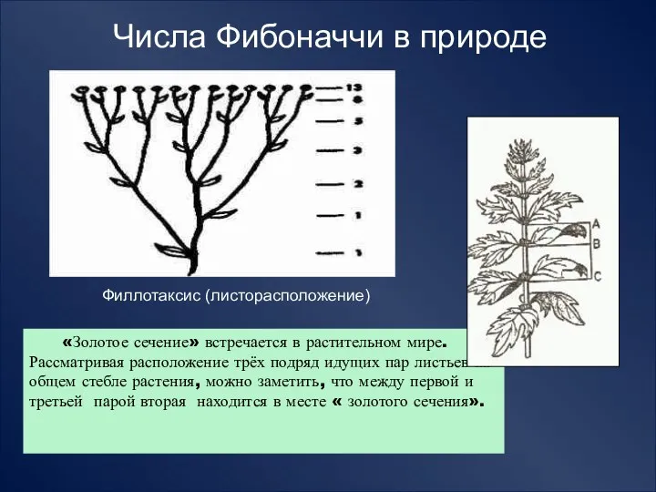 Числа Фибоначчи в природе Филлотаксис (листорасположение) «Золотое сечение» встречается в растительном мире. Рассматривая