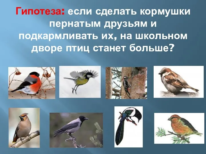 Гипотеза: если сделать кормушки пернатым друзьям и подкармливать их, на школьном дворе птиц станет больше?