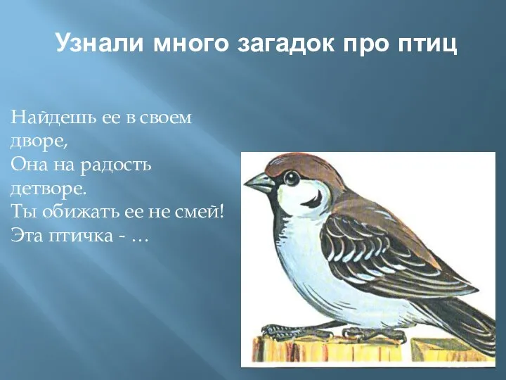 Узнали много загадок про птиц Найдешь ее в своем дворе,