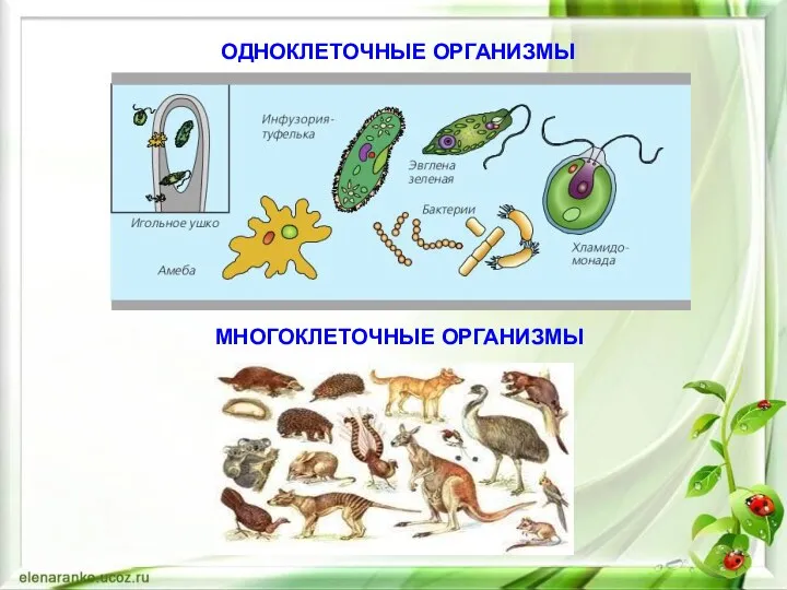 ОДНОКЛЕТОЧНЫЕ ОРГАНИЗМЫ МНОГОКЛЕТОЧНЫЕ ОРГАНИЗМЫ