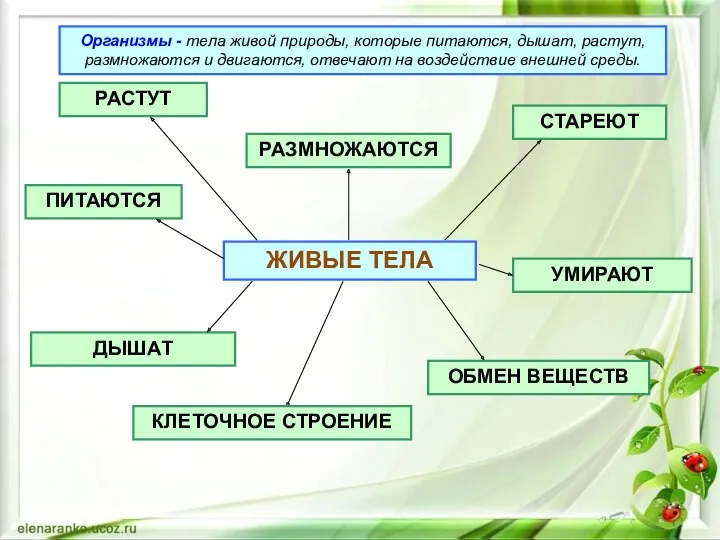 ЖИВЫЕ ТЕЛА ДЫШАТ РАЗМНОЖАЮТСЯ ПИТАЮТСЯ РАСТУТ УМИРАЮТ СТАРЕЮТ КЛЕТОЧНОЕ СТРОЕНИЕ