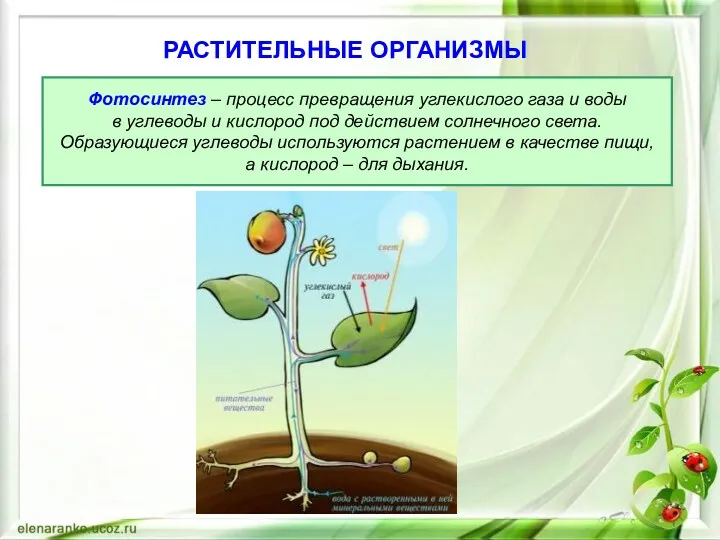 РАСТИТЕЛЬНЫЕ ОРГАНИЗМЫ Фотосинтез – процесс превращения углекислого газа и воды