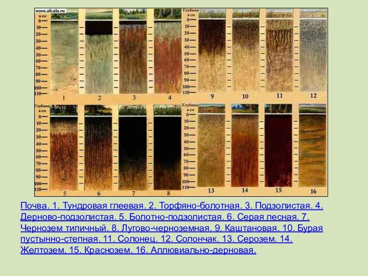 Почва. 1. Тундровая глеевая. 2. Торфяно-болотная. 3. Подзолистая. 4. Дерново-подзолистая.