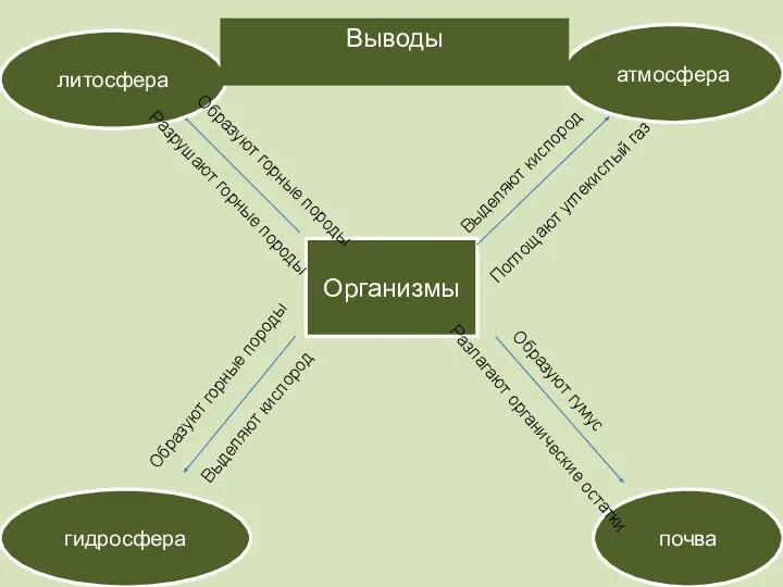 Организмы атмосфера почва гидросфера литосфера Образуют гумус Образуют горные породы