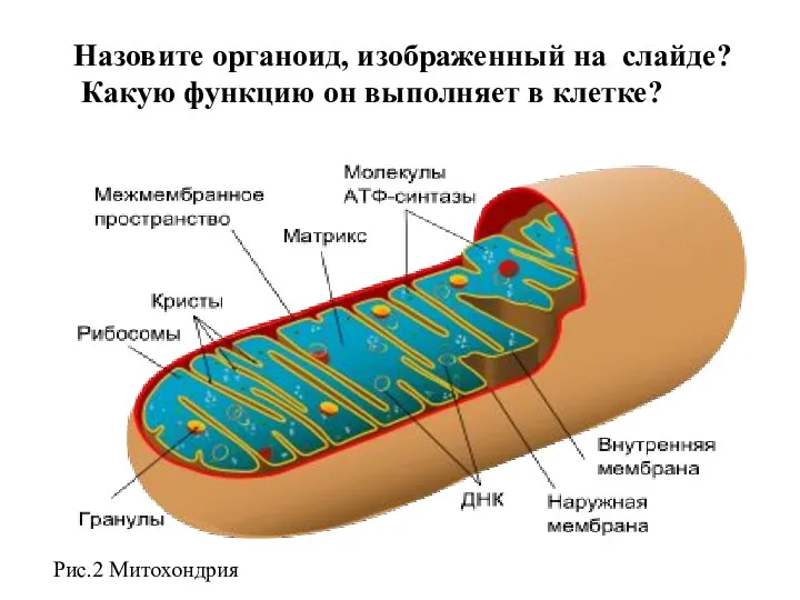 Назовите органоид, изображенный на слайде? Какую функцию он выполняет в клетке? Рис.2 Митохондрия