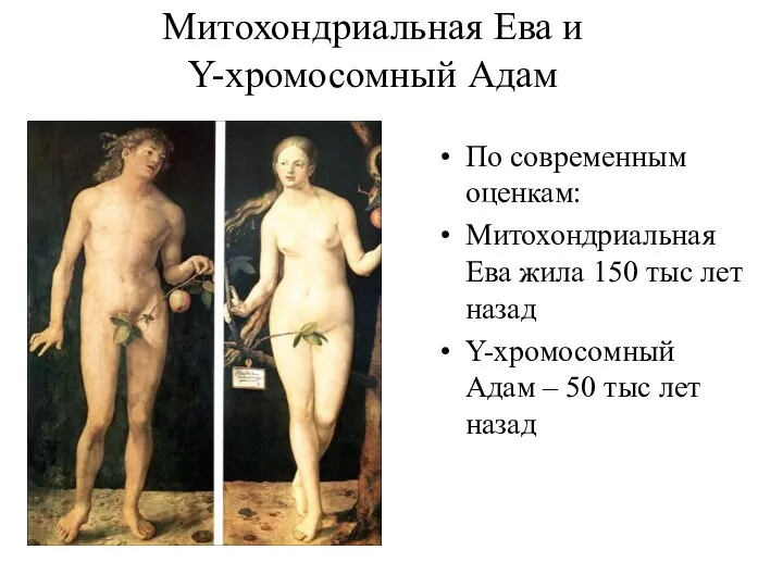 Митохондриальная Ева и Y-хромосомный Адам По современным оценкам: Митохондриальная Ева