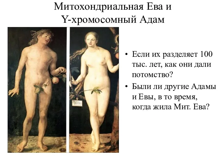 Митохондриальная Ева и Y-хромосомный Адам Если их разделяет 100 тыс.