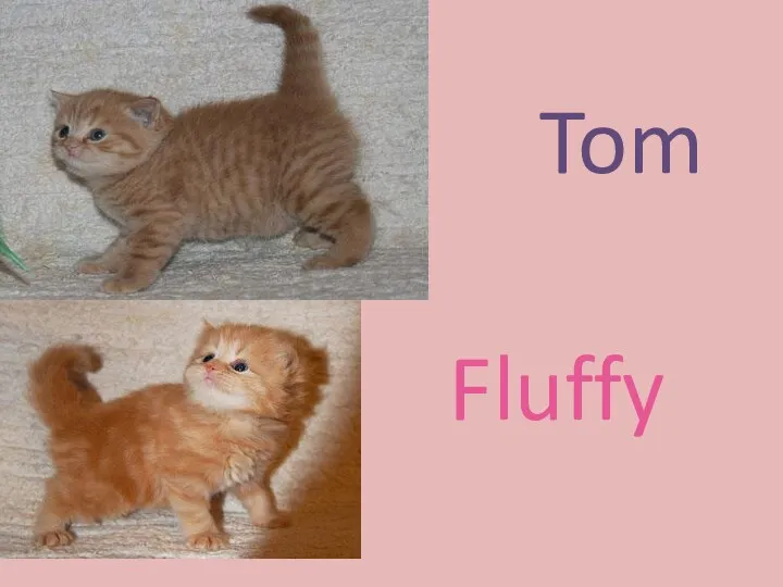 Tom Fluffy