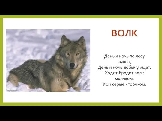 ВОЛК День и ночь по лесу рыщет, День и ночь добычу ищет. Ходит-бродит