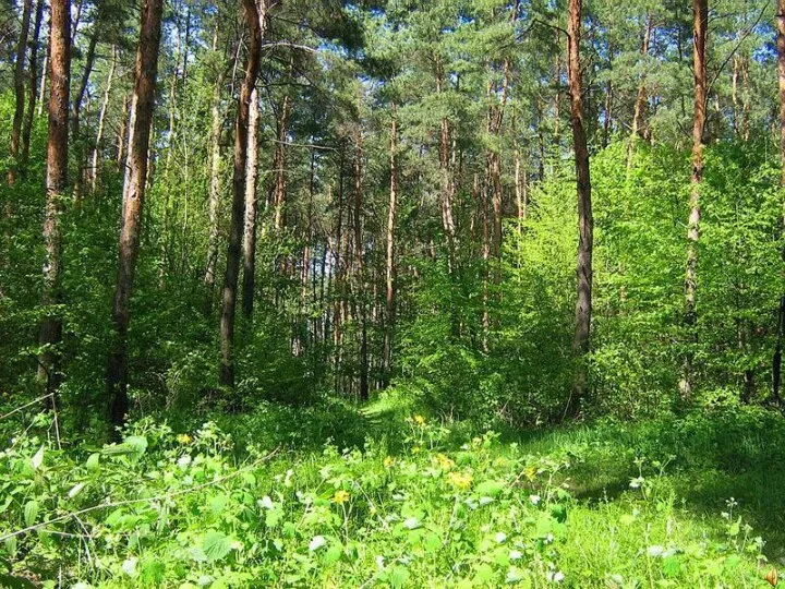 Весной веселит, Летом холодит, Осенью питает, Зимой согревает.