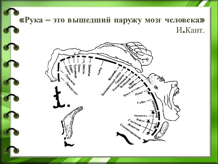 «Рука – это вышедший наружу мозг человека» И.Кант.