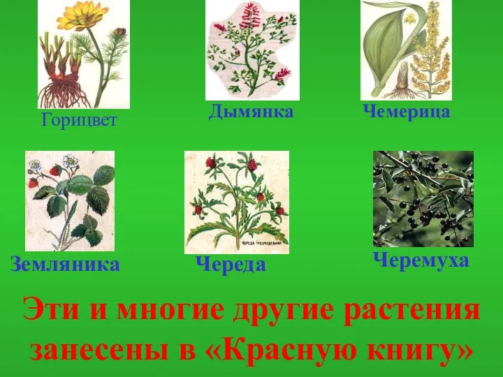 Эти и многие другие растения занесены в «Красную книгу»
