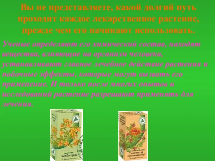 Вы не представляете, какой долгий путь проходит каждое лекарственное растение,