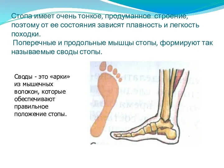 Стопа имеет очень тонкое, продуманное строение, поэтому от ее состояния зависят плавность и