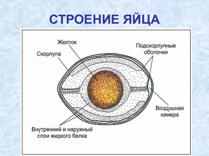 СТРОЕНИЕ ЯЙЦА