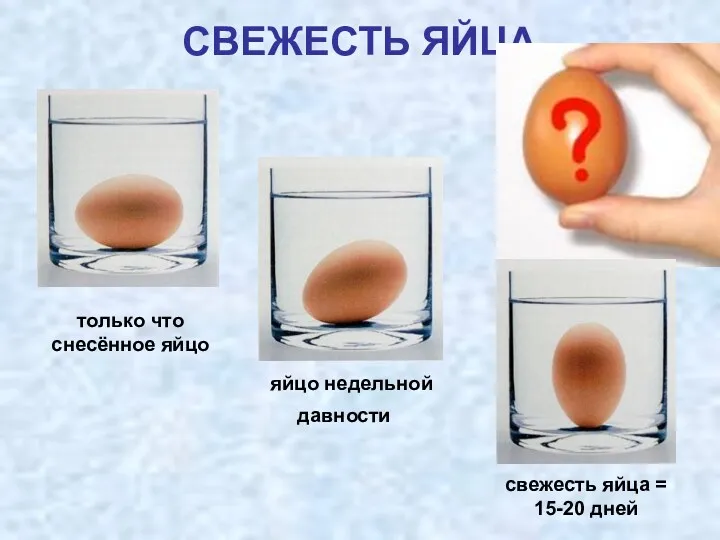 СВЕЖЕСТЬ ЯЙЦА яйцо недельной давности свежесть яйца = 15-20 дней только что снесённое яйцо